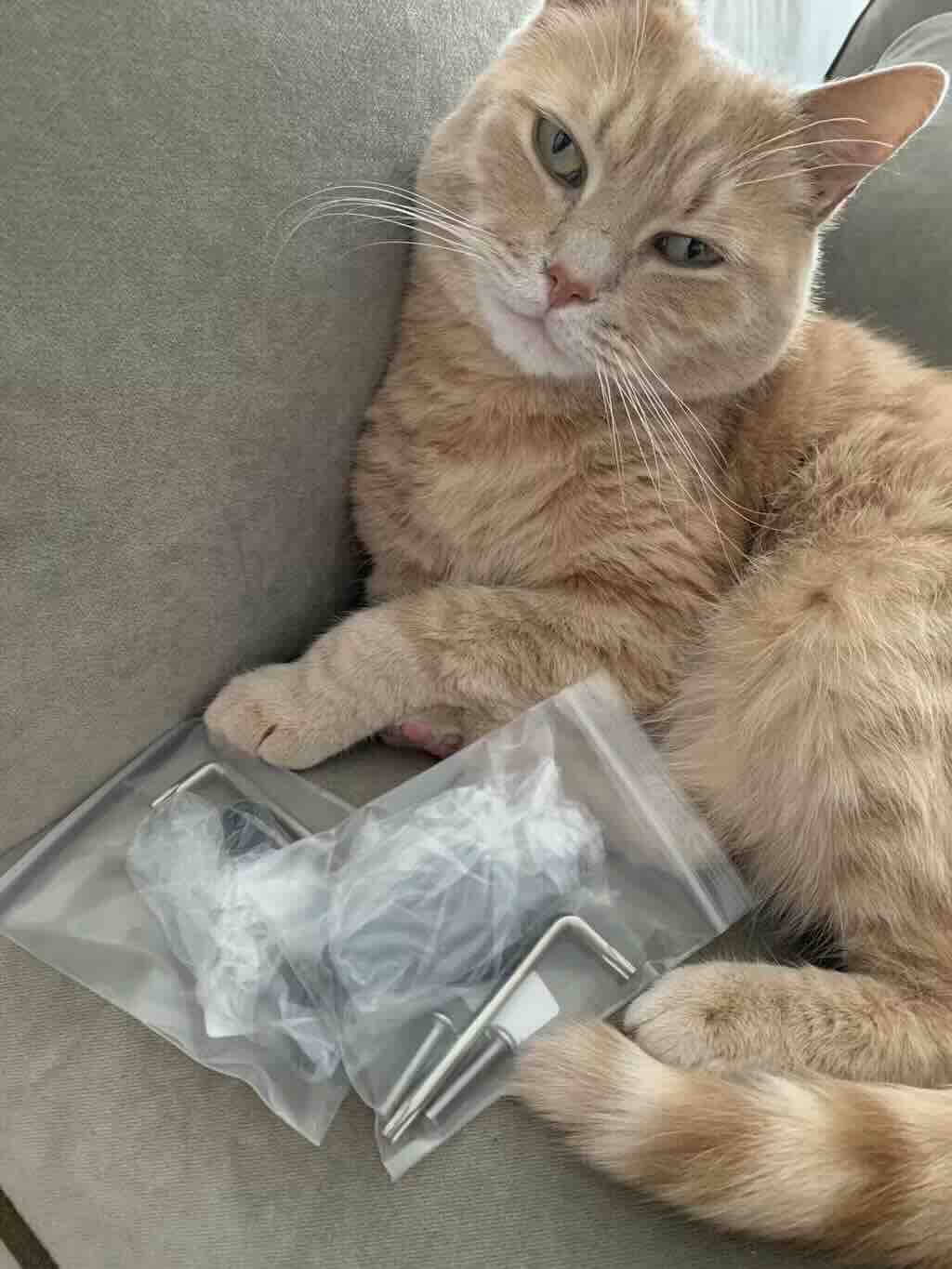 cat with apple airtag case