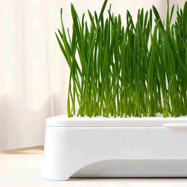 Soilless Cat Grass Planter - Smart Cat Care Solution