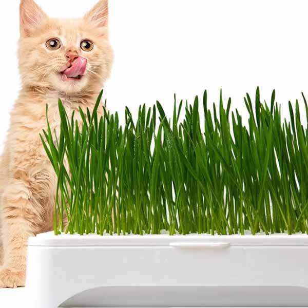 Soilless Cat Grass Planter - Smart Cat Care Solution