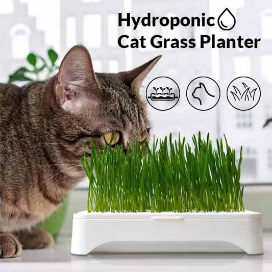 Soilless Cat Grass Planter - Smart Cat Care Solution